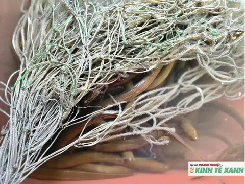 Tự ấp trứng lươn, nông dân Nghệ An thu lợi tiền tỉ mỗi năm