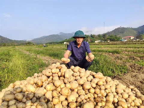 Trồng thử nghiệm khoai tây Atlantic: Mở hướng sản xuất mới cho nông dân miền núi Nghệ An