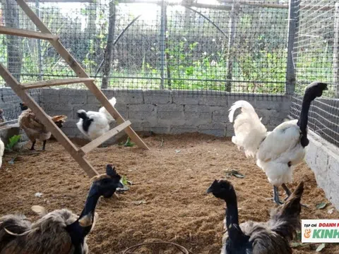 Nuôi nhiều giống gà độc lạ, nông dân miền núi Nghệ An thu hàng trăm triệu đồng mỗi năm