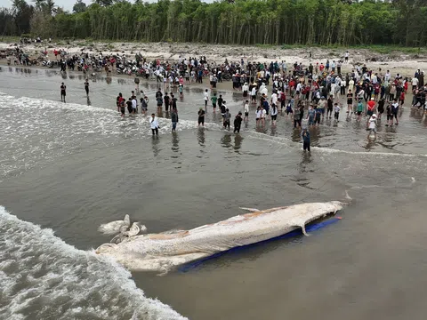 Cá voi nặng khoảng 5 tấn dạt vào bờ biển Nghệ An, người dân hỗ trợ chôn cất