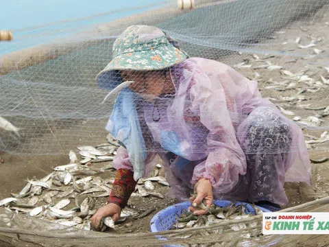 Bãi biển Nghệ An rộn ràng như hội vì ngư dân trúng đậm mùa cá trích