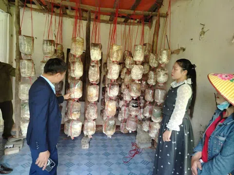 Hiệu quả từ lớp đào tạo nghề trồng nấm cho nông dân xã Đô Lương