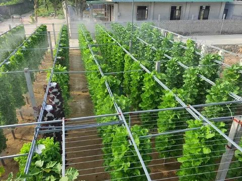 Trồng rau khí canh- hướng đi mới cho nông nghiệp đô thị hiện đại
