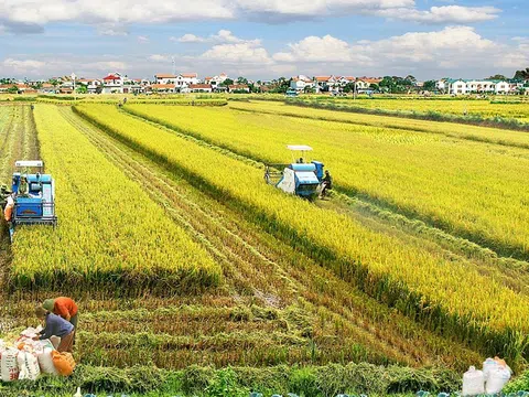 Nghệ An kỳ vọng nhân rộng mô hình sản xuất lúa tạo tín chỉ carbon