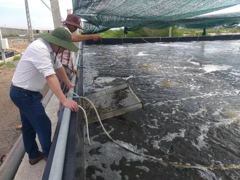 Nghệ An: Nâng cao giá trị và phát triển bền vững chuỗi sản xuất tôm năm 2026