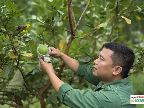 Phó chủ tịch xã nghỉ việc trồng ổi, thu về tiền tỉ mỗi năm