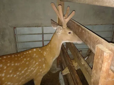 Xã Quỳnh Anh khẳng định vị thế “thủ phủ” hươu, nai của Nghệ An