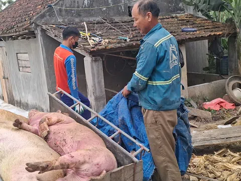 Nghệ An tăng cường kiểm soát giết mổ, ngăn chặn thực phẩm bẩn