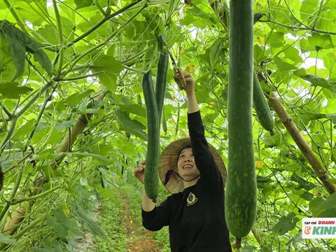 Nông dân Nghĩa Lâm trúng mùa bí xanh, thu hàng trăm triệu đồng mỗi năm