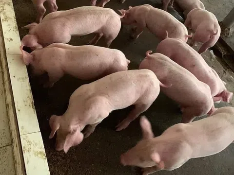 Hiệu quả từ mô hình chăn nuôi lợn thịt chứng nhận VietGAHP gắn với liên kết tiêu thụ sản phẩm