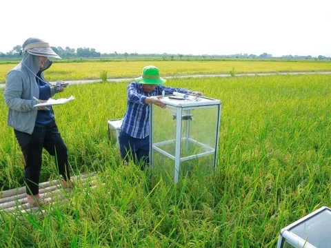 Thanh Hóa: Bước chuyển mình từ “cánh đồng truyền thống” sang “kinh tế carbon”