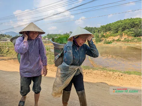 Gùi mạ trên những thửa ruộng bùn sâu