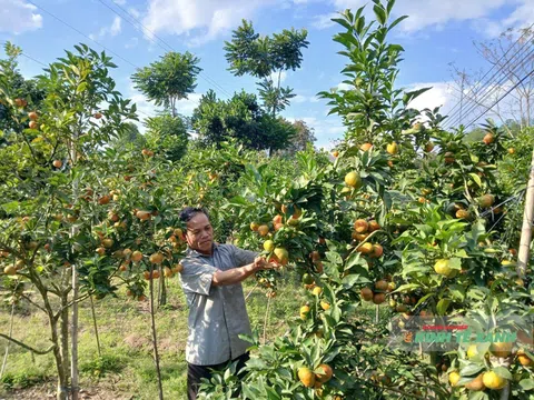 Lão nông dân làm giàu nhờ hướng đi “khác người”