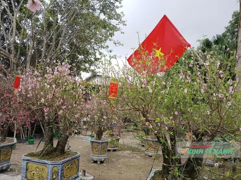 Nghệ An: Ảm đạm thị trường hoa, cây cảnh Tết Bính Ngọ 2026