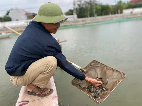 Ninh Bình: Đột phá thu nhập từ "nhân sâm nước" trên những vùng đất chuyển đổi