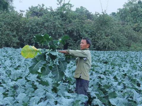 Sức sống mới trên những triền phù sa bên bờ Sông Mã