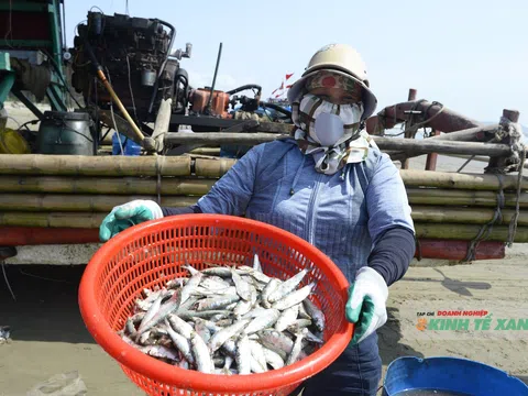 Tiên Trang rộn ràng mùa cá trích