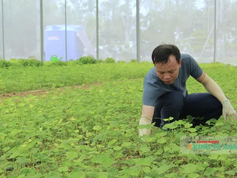 Rau má xứ Thanh “đổi đời” nhờ công nghệ nhà màng