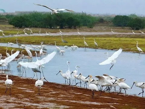 Vườn quốc gia Xuân Thủy: Tầm vóc Di sản ASEAN và sứ mệnh bảo tồn trong kỷ nguyên xanh