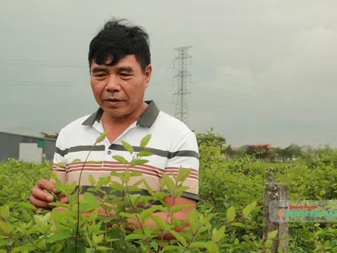 Tỷ phú dược liệu và chuyến xuyên việt tìm "lối thoát" cho dân bản