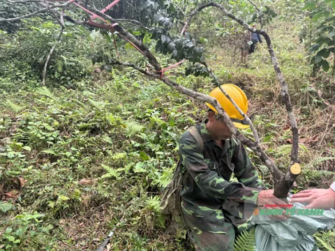 Cơn sốt muội hồng khiến rừng núi đá Thanh Hóa bị bào mòn