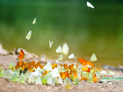 Cúc Phương mùa bướm thức