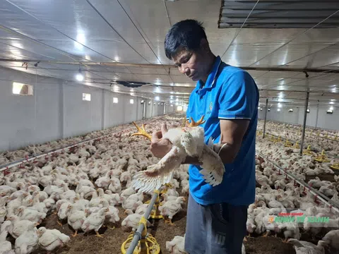 Hành trình đổi đời dưới chân đàn gà