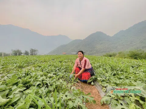 Khi bản người Mông thôi đợi lúa chín