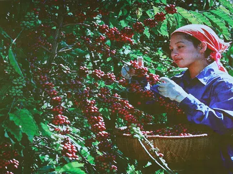 Cao nguyên Đắk Lắk vào mùa thu hoạch cà phê