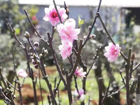 Hoa đào miền Bắc trên đất Tây Nguyên: Cuộc hội ngộ của khí trời và nỗi nhớ