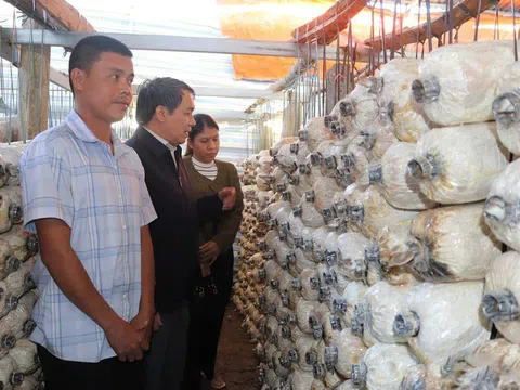 Phát triển nghề trồng nấm tại Đắk Lắk: Hướng đi mới cho nông nghiệp bền vững