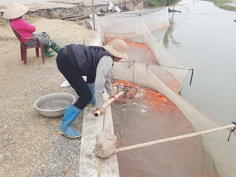 Độc đáo làng nghề nuôi cá chép phục vụ Tết ông Công, ông Táo