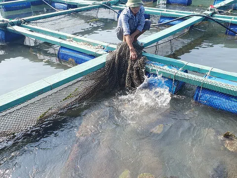 Ấm no nhờ nuôi cá lồng bè trên vịnh Cát Bà