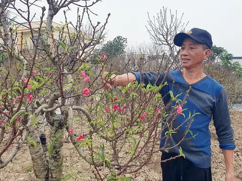 Vùng trồng đào cảnh lớn nhất TP Hải Phòng: Khi niềm vui trở lại