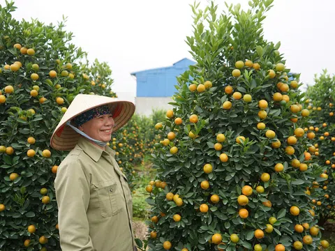 Hải Phòng: Tết vui tại vùng trồng quất cảnh Minh Kha