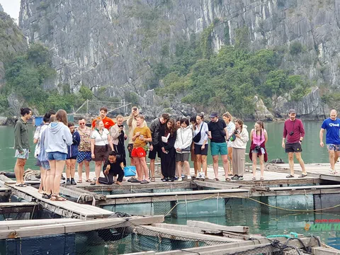 Nơi lưu giữ nguồn gen hải sản quý trên vịnh Lan Hạ