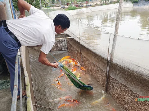 Làm giàu trên đồng đất quê hương nhờ mô hình nuôi cá Koi