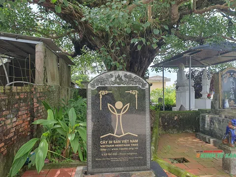 Độc lạ “thần mộc” hơn 1.500 tuổi tại Hải Phòng