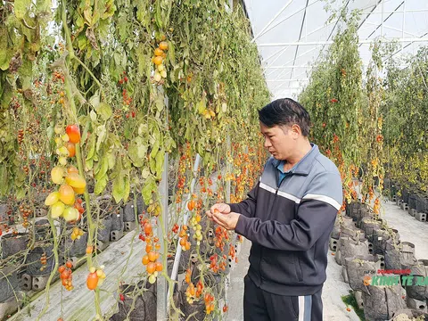 “Giai điệu lạ” trên vùng đất trồng quất cảnh nổi tiếng của Hải Phòng