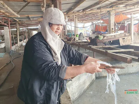 Mùa “vàng trắng” về trên biển Đồ Sơn