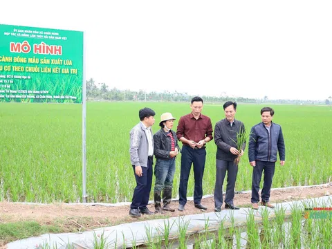 Giảng viên bỏ giày lội đồng để “giải cứu” ruộng đất bỏ hoang