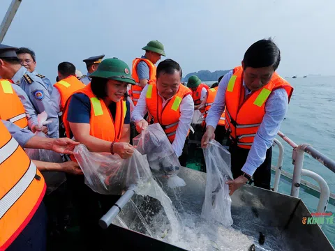Thả hơn 1,3 triệu con giống thủy sản vào vùng nước tự nhiên đảo Cát Bà