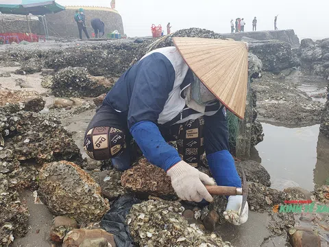 Mưu sinh bằng nghề gõ hà đá ở vùng biển Đồ Sơn