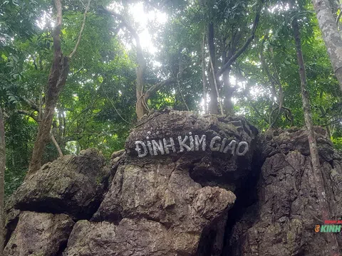 Độc đáo cánh rừng kim giao ở Vườn quốc gia Cát Bà