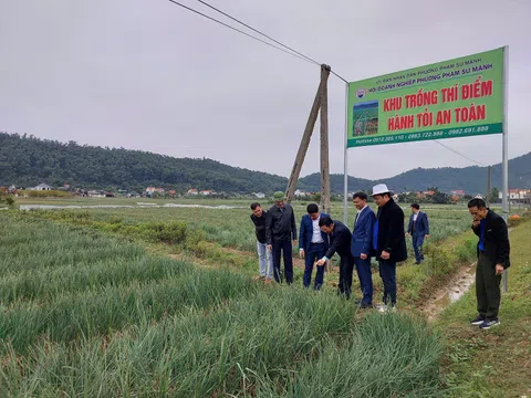Ngày hội thu hoạch hành tỏi an toàn tại phường Phạm Sư Mạnh