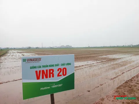 Lúa phát thải thấp “cú hích xanh” cho nông nghiệp Hải Phòng