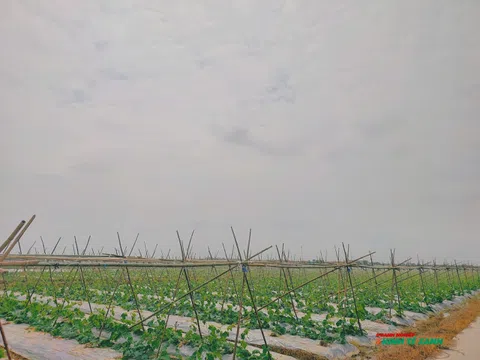 Hải Phòng nhân rộng mô hình sản xuất trồng trọt giảm phát thải khí nhà kính