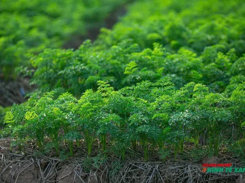 Hải Phòng: Khơi dòng "vàng xanh" từ những vùng trồng rau, củ sạch sau sáp nhập