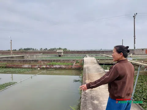 Lời giải từ những "vị khách" mai mềm trên đất Đại Sơn