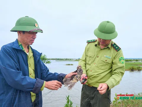 Hải Phòng: Tăng cường kiểm tra, xử lý vi phạm liên quan đến bảo vệ các loại động vật hoang dã